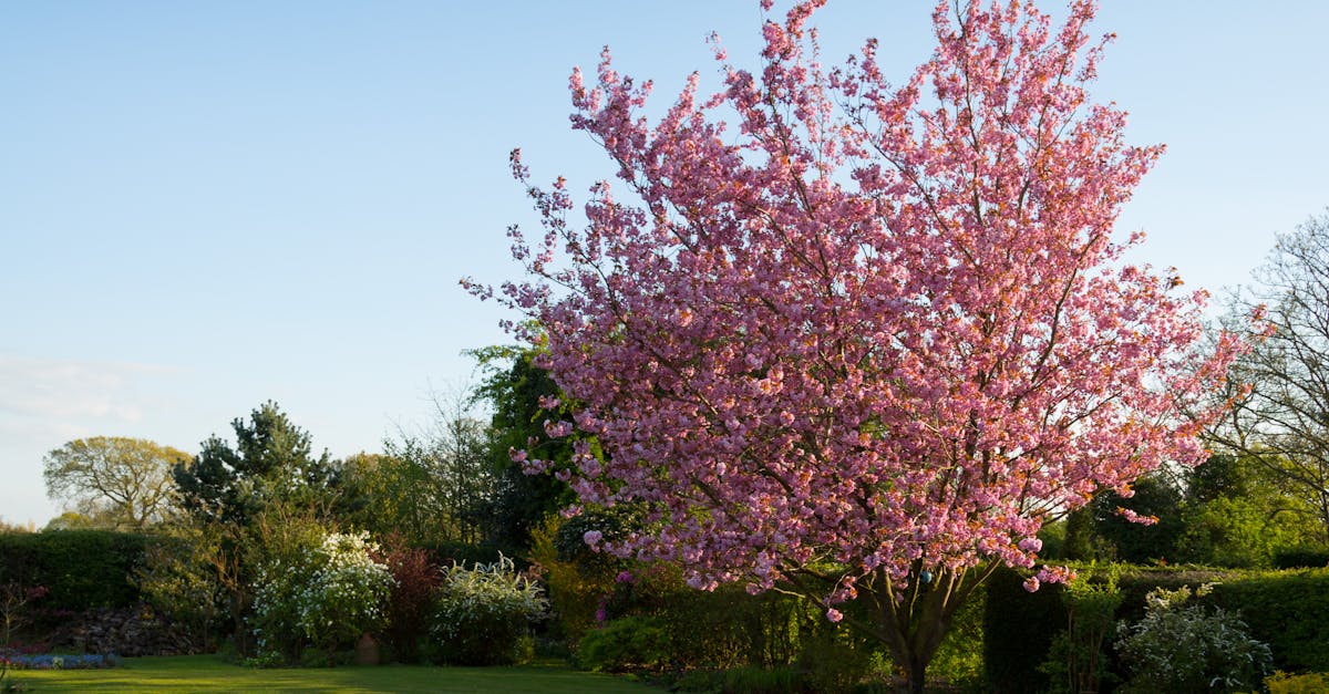 Maintenance Tips for Informal Balance in Landscape Gardening